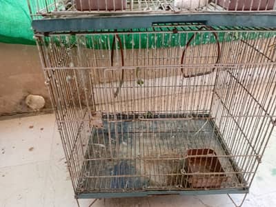 condition 8/10 urgent sale only cage and with matki