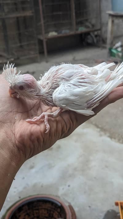 Eno cocktail red eye chick