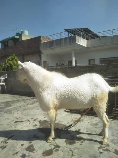 Tada bakra bredaer