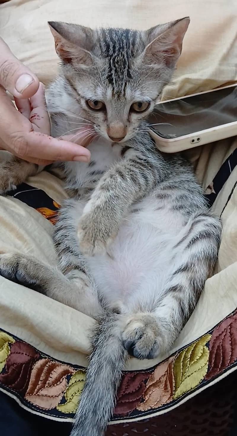 kittens 3