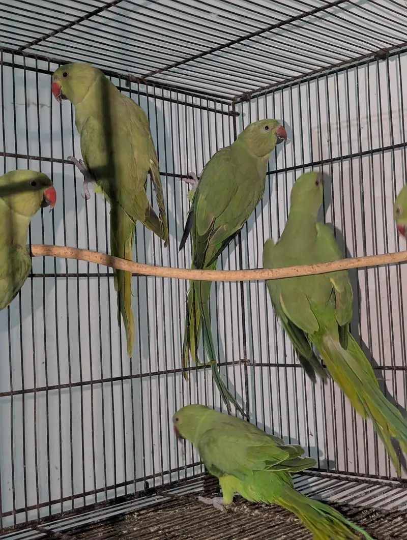 Ringnecks — photo 3