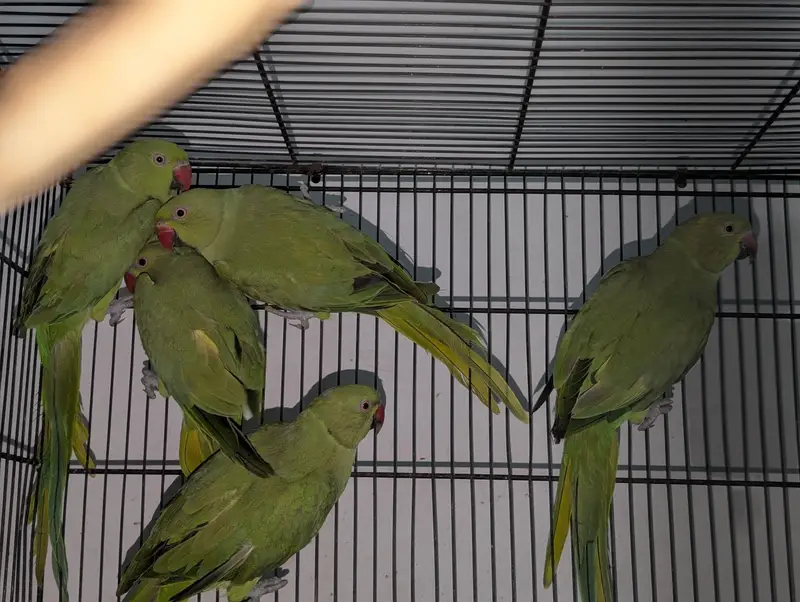 Ringnecks — photo 4