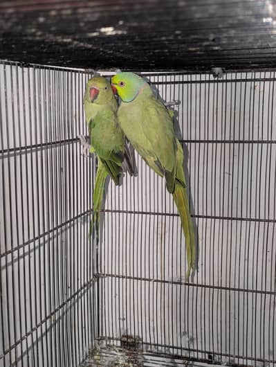 Ringnecks