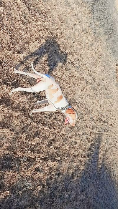 English pointer for sale