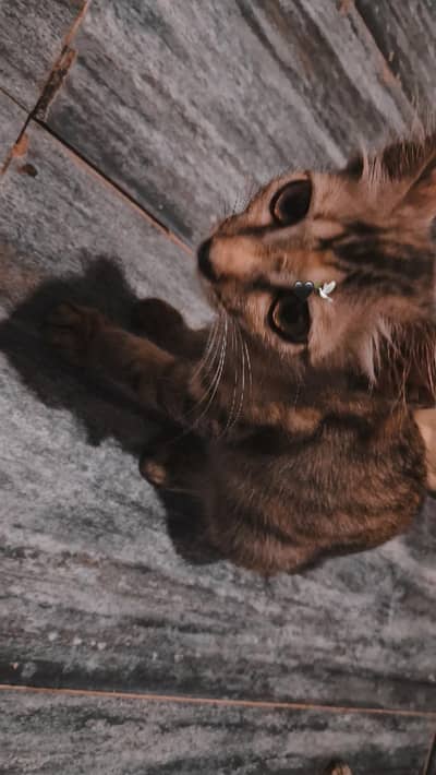 mixed breed, semi persian kitten for adoption
