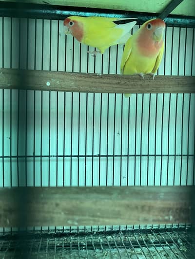 Love Birds Latino pair