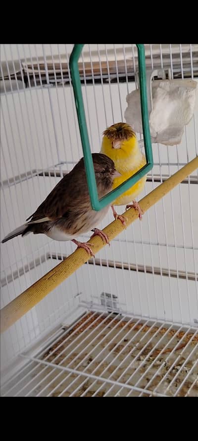 Gloster Canary Pair
