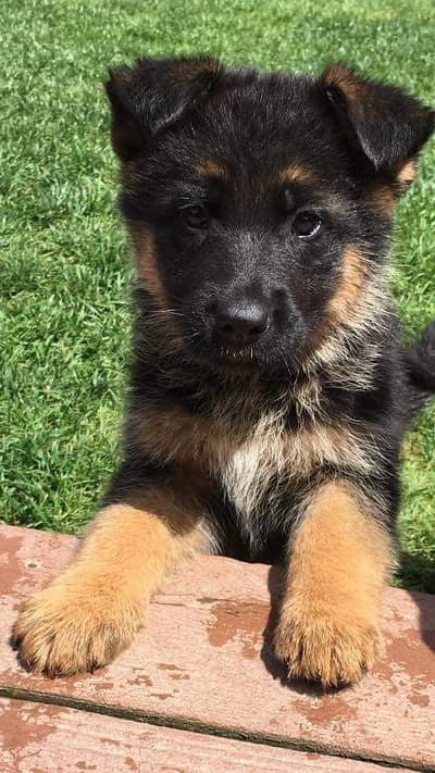 German Shepherd GSD Puppy for sale
