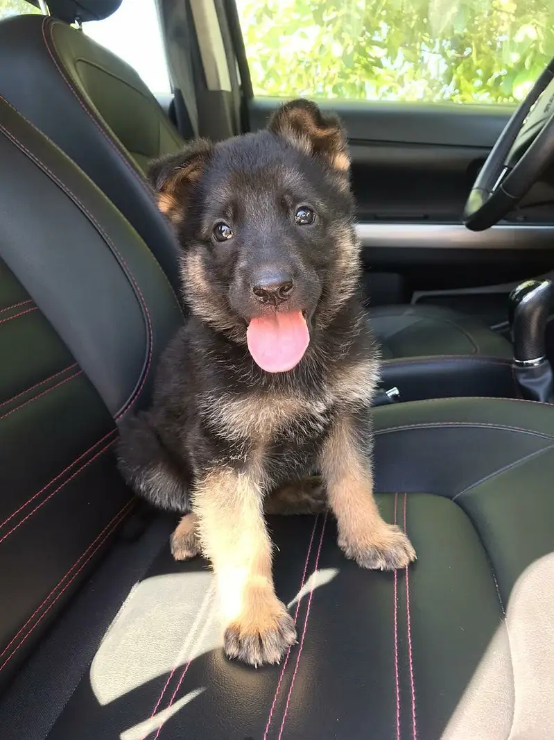 German Shepherd GSD Puppy for sale — photo 2