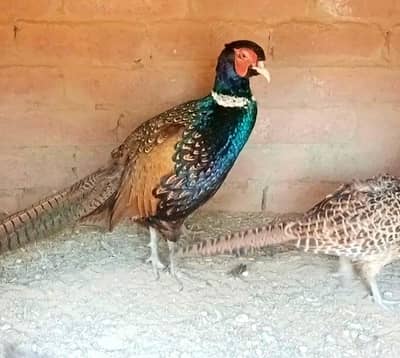 Green Pheasants | Surkhaab | Breeder