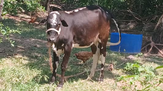 Young Cow For Sale