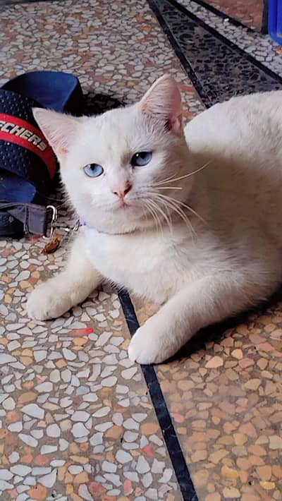single cot white blue eyes cats