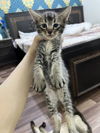 Kittens for adoption
