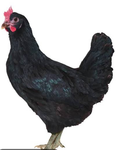 lohman black egg laying hens for sale