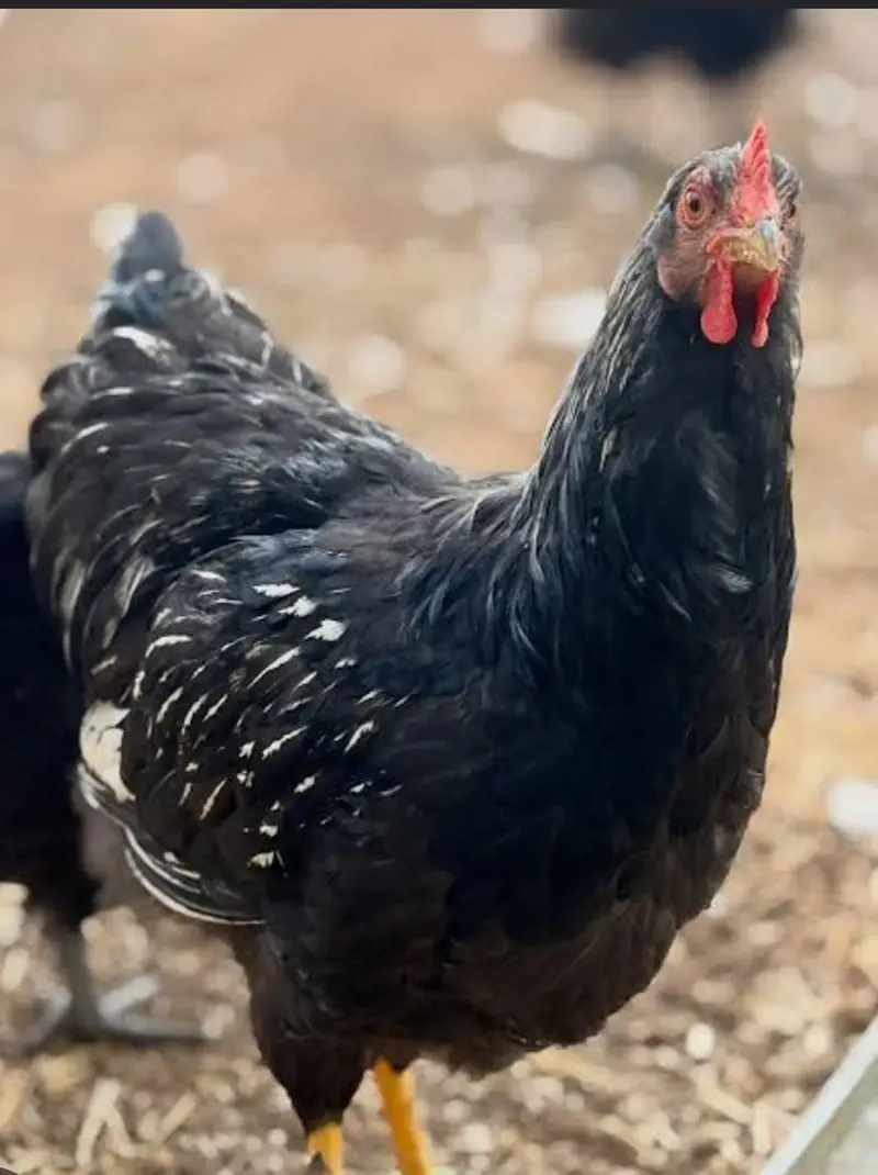 lohman brown n black egg laying hens for sale — photo 2