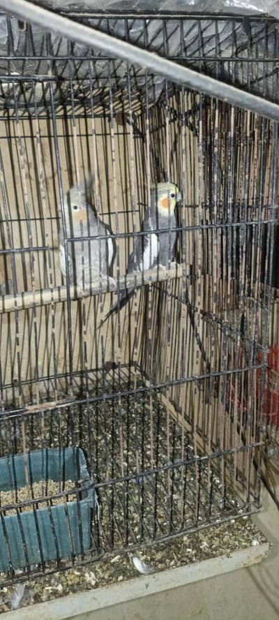 Cocktail pair with cage for sale