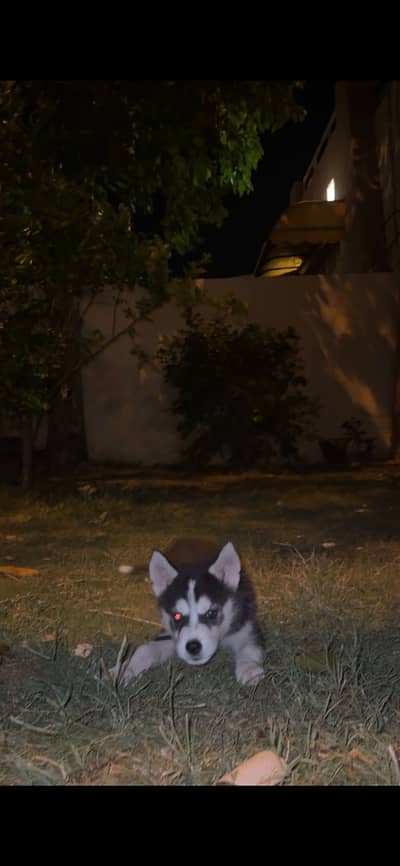 Husky pup green eyes