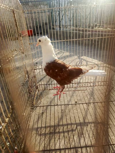Red karbali chotidar Male