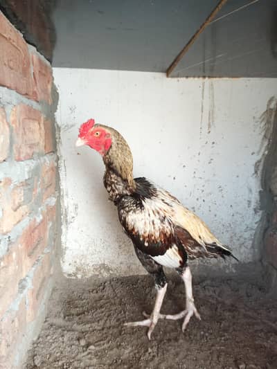 High quality Aseel pattha available