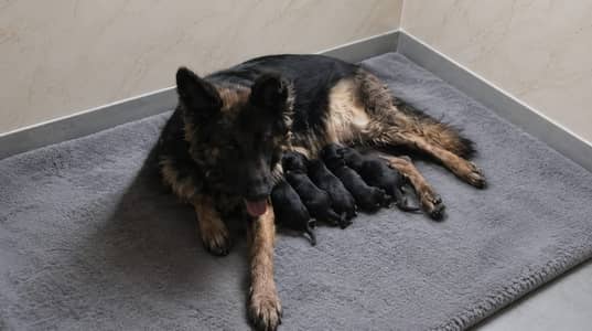 German Shepherd family for sale
