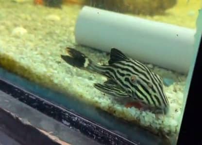 Royal Pleco L190 for sale