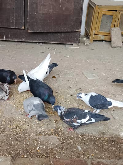 white king,pishawari,irani,kawy