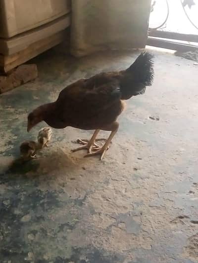 Aseel hens laying