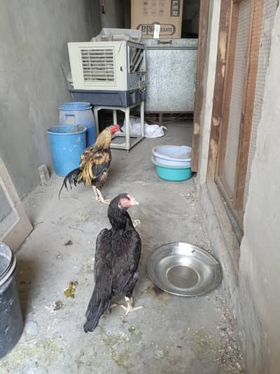 aseel pair mianwali