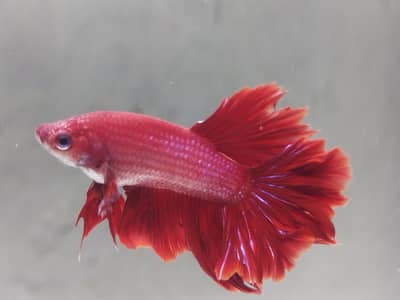 betta fish