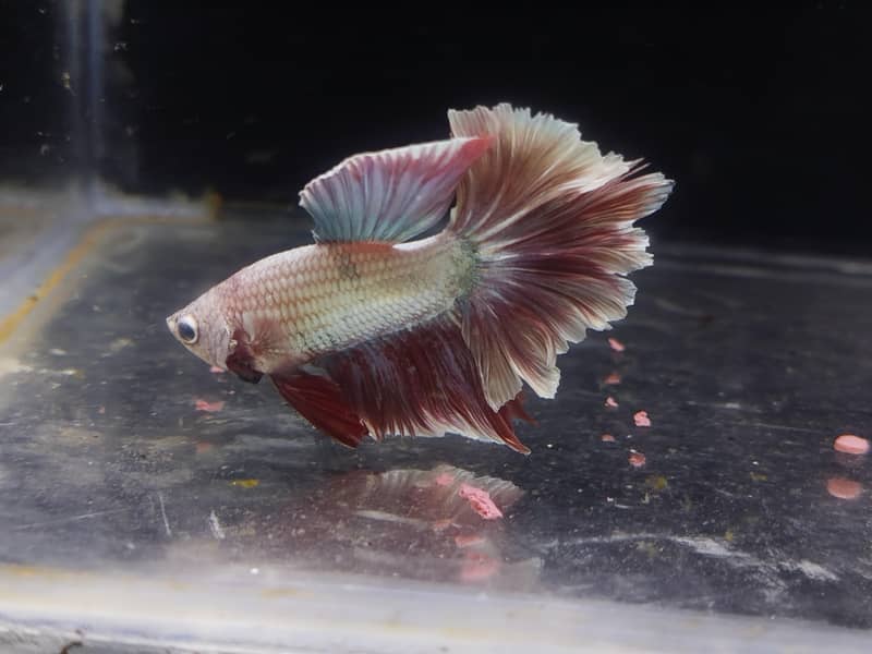 betta fish 1