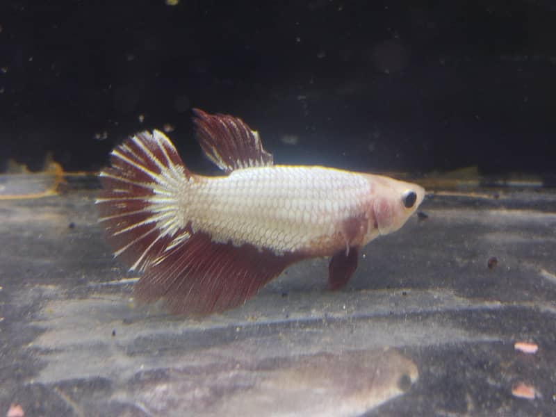 betta fish 2