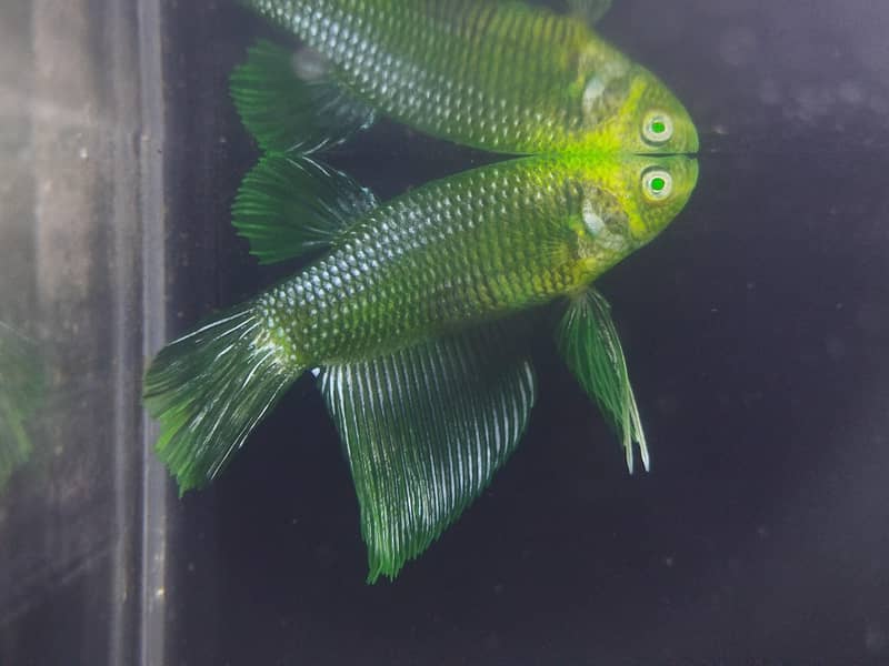 betta fish 3