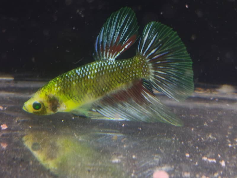 betta fish 4