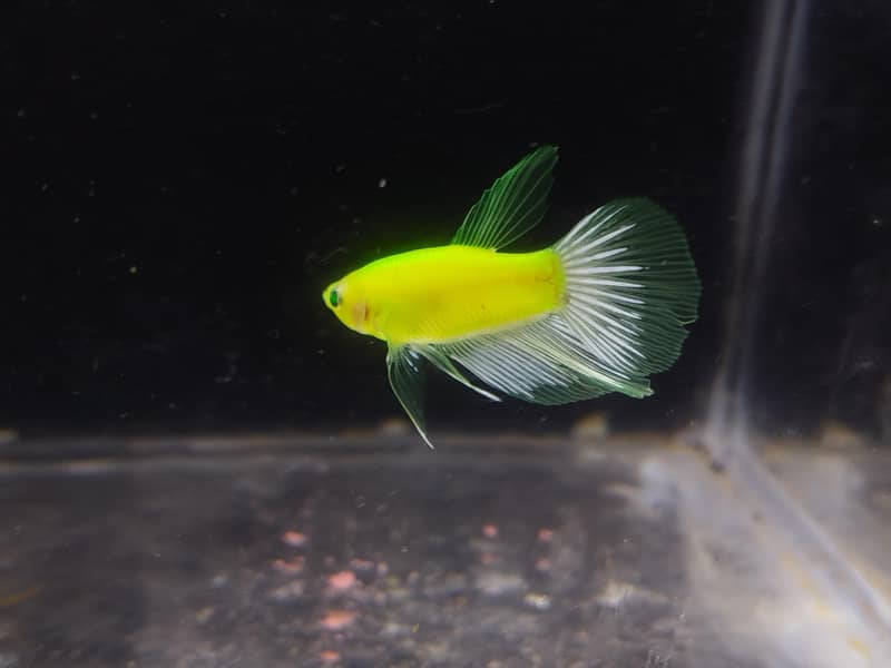 betta fish 5