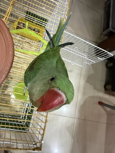 Raw Parrot healthy tame and talk with cage