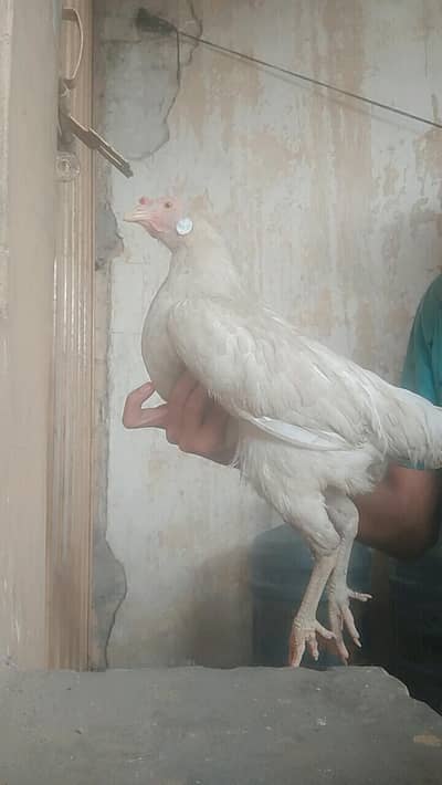 Desi murgyi for sell