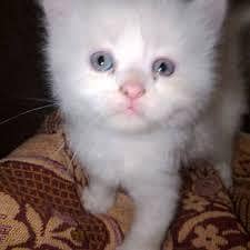 Persian kittens available for sale video k liya whatsapp py contact