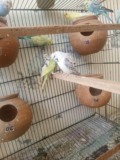 Hogoromo+ fallow +crust+ simple budgie +mix bird