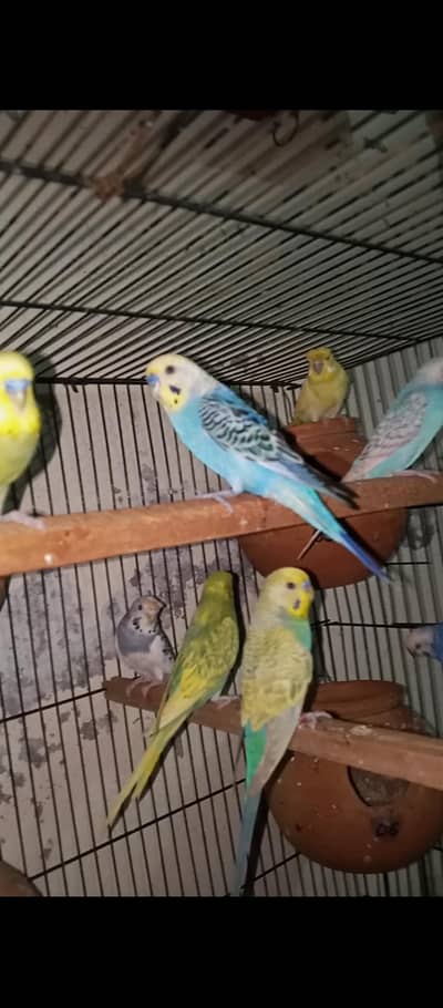 fallow +crust+ simple budgie +mix bird