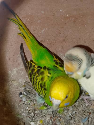 mix bagis