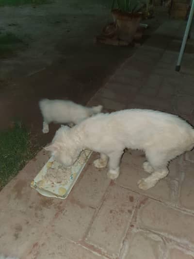 1 breeder male 2persian kitten