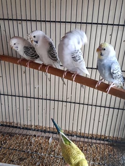 Bounded Budgies Parrot Bajri Exhibition Undersize
