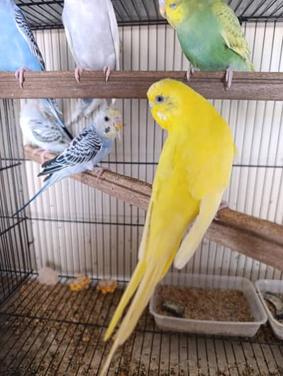 TCB crested, tufted, Bounded Budgies Parrot Bajri Exhibition Undersize