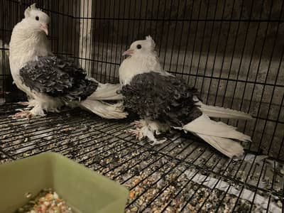 Jackobin | German Sherazi | Silver Saddle Frillback breeder pairs
