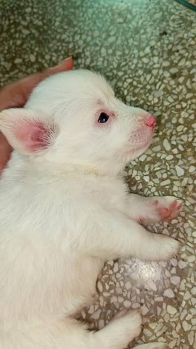 russian male puppy for sale video k liya whatsapp py contact