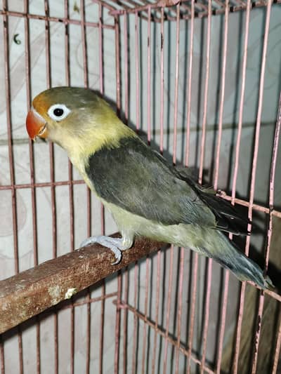 Lovebird Parblue