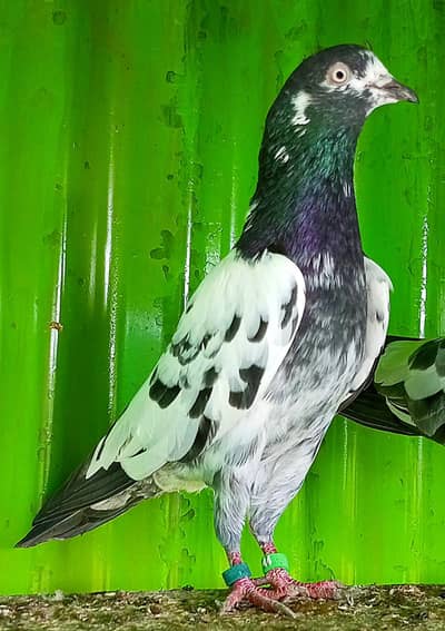Kasuri pigeons available