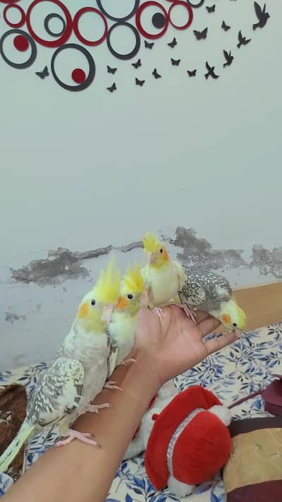 Quality Handtamed Cocktails Available Also Handtamed Australian Budgie