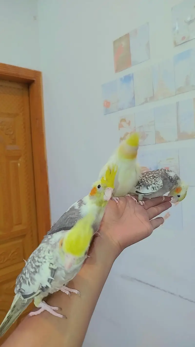 Quality Handtamed Cocktails Available Also Handtamed Australian Budgie — photo 2
