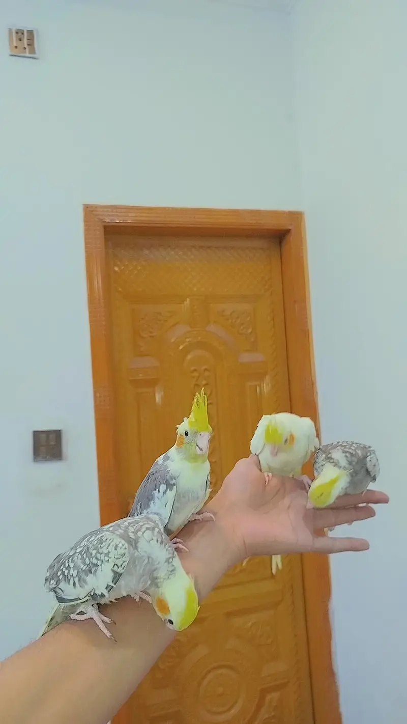Quality Handtamed Cocktails Available Also Handtamed Australian Budgie — photo 3